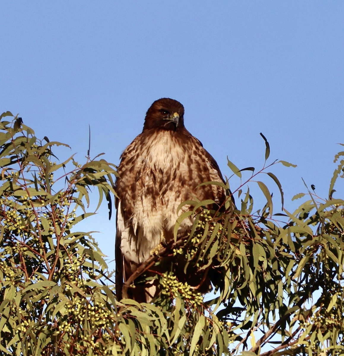 Red-tailed Hawk - ML647802816