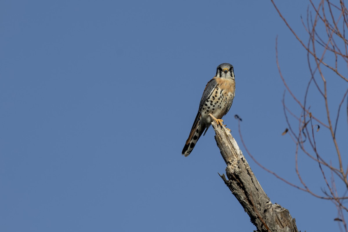 בז אמריקני - ML647802821