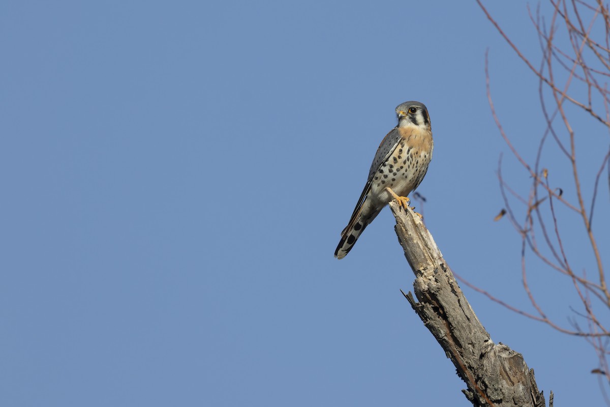 בז אמריקני - ML647802822