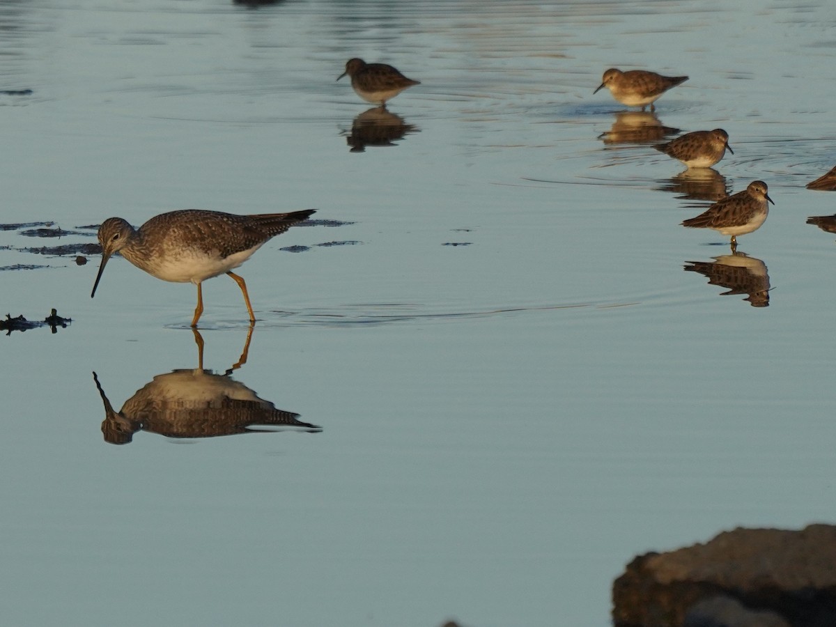Greater Yellowlegs - ML647802823