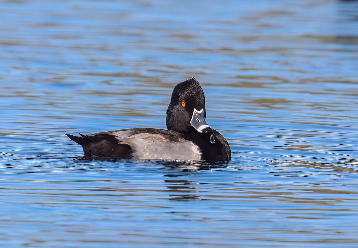 צולל צווארון - ML647802828