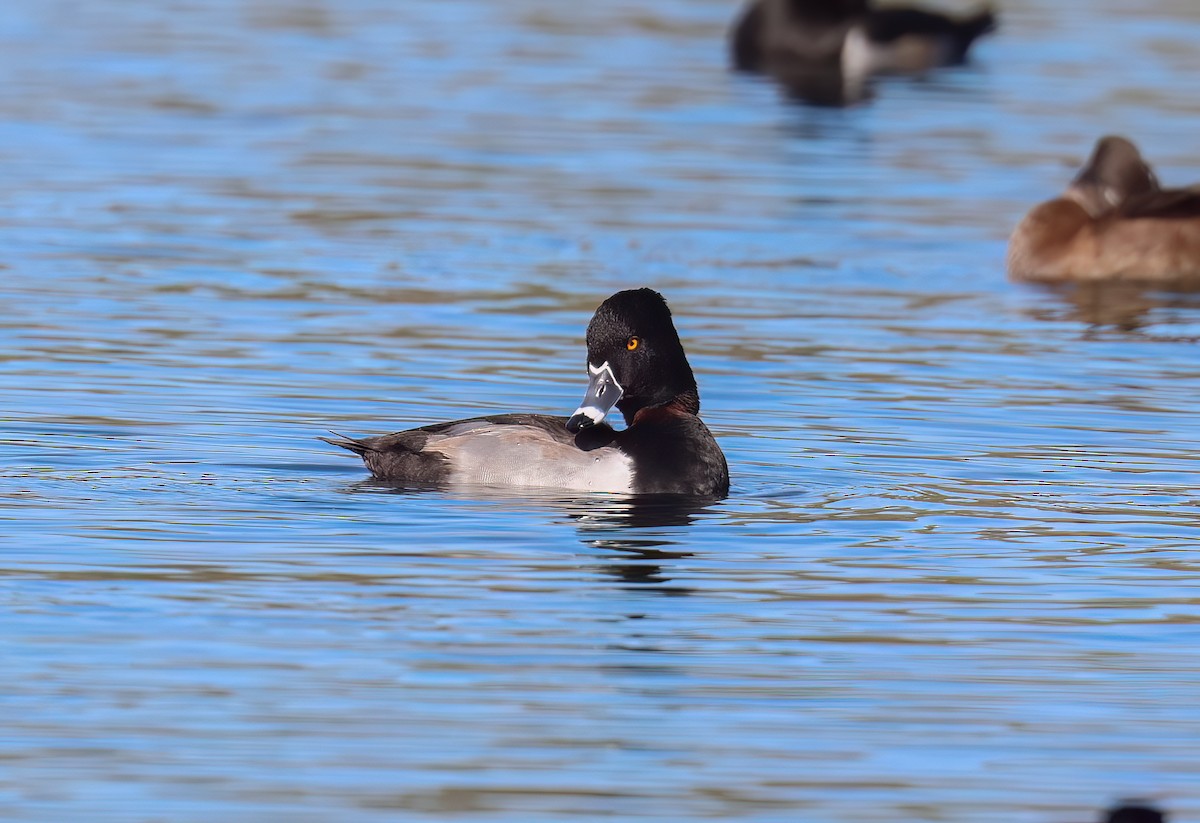צולל צווארון - ML647802829