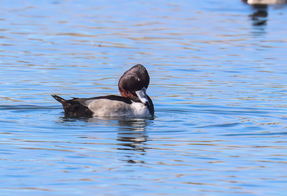 צולל צווארון - ML647802830