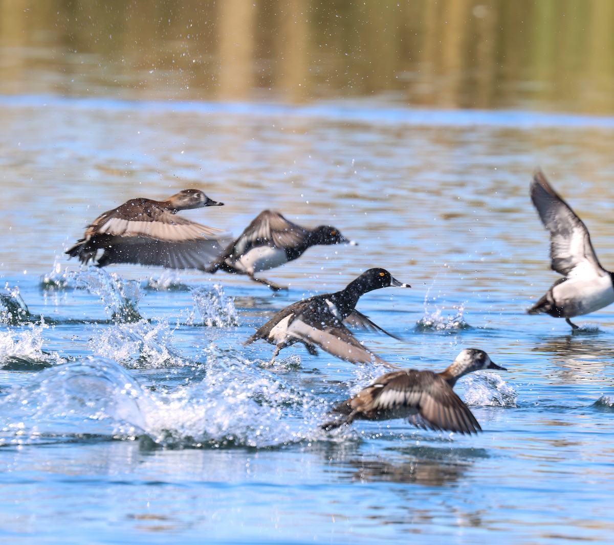 צולל צווארון - ML647802832