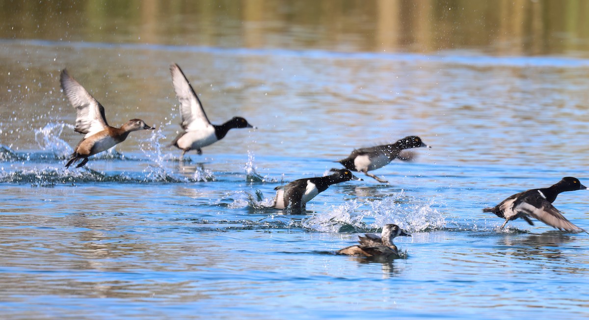 צולל צווארון - ML647802834
