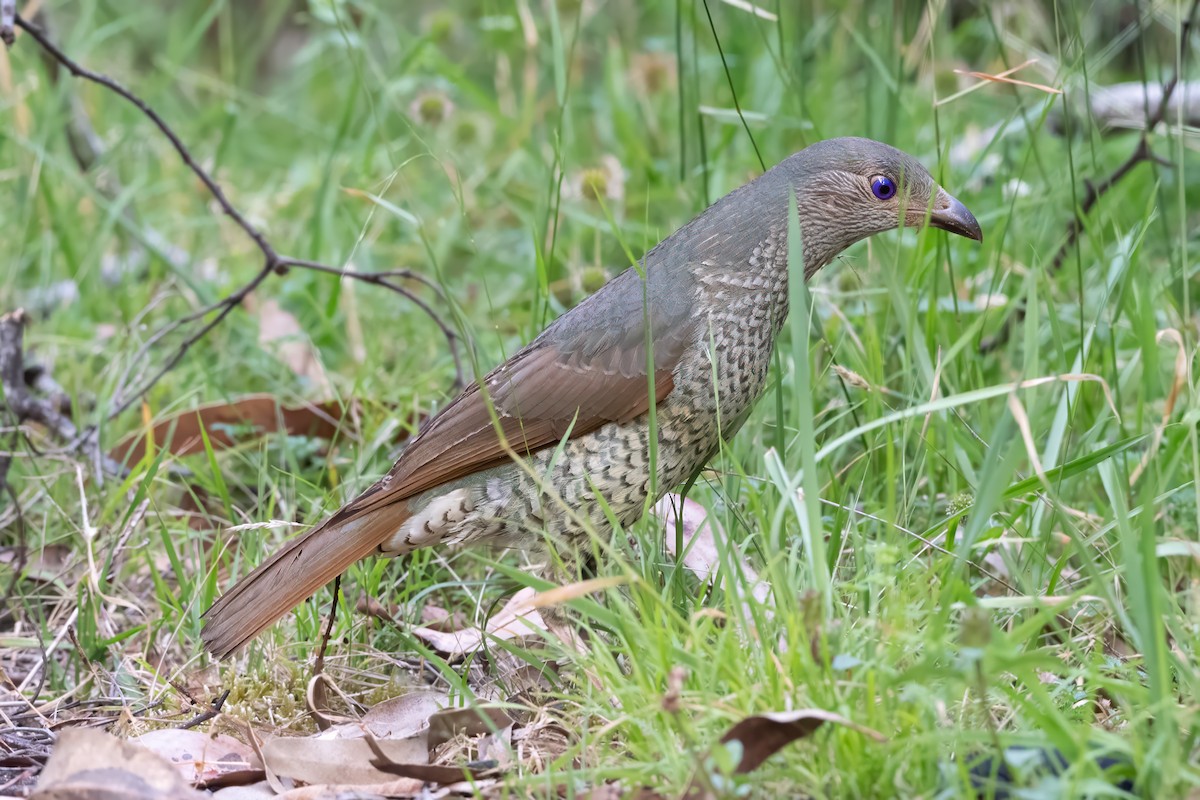アオアズマヤドリ - ML647802845