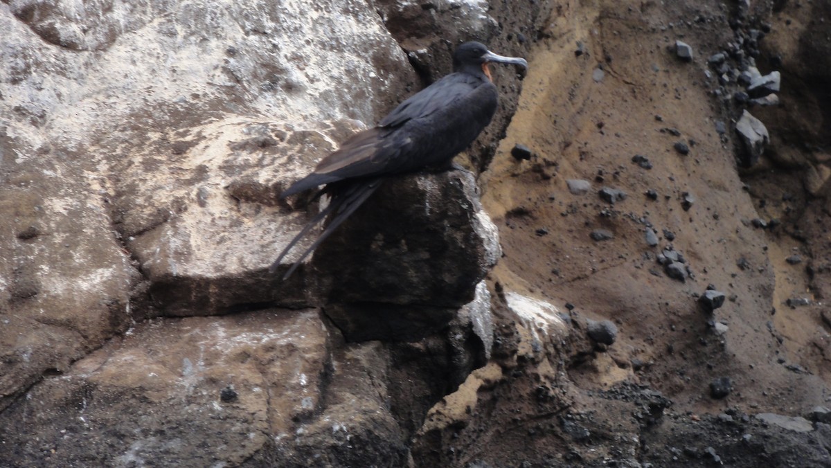 פריגט גדול - ML647802856