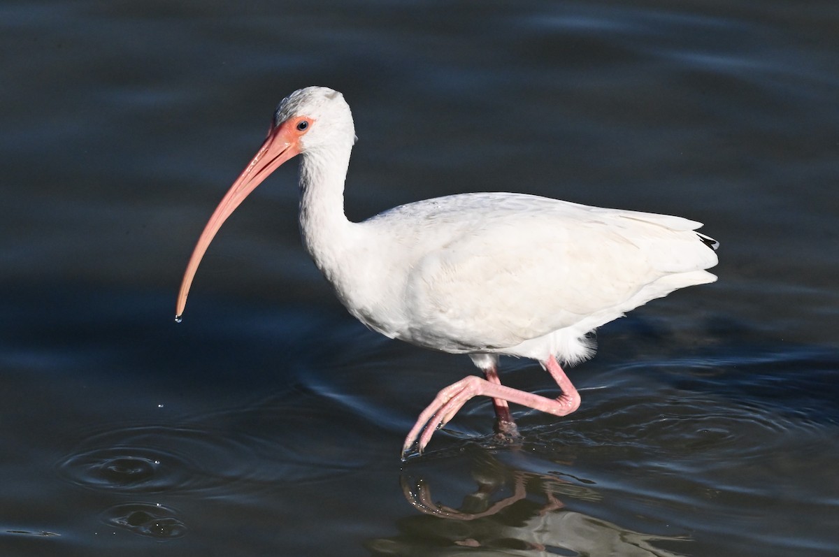 Ібіс білий - ML647802868