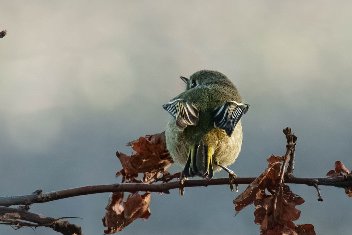 Ruby-crowned Kinglet - ML647802870