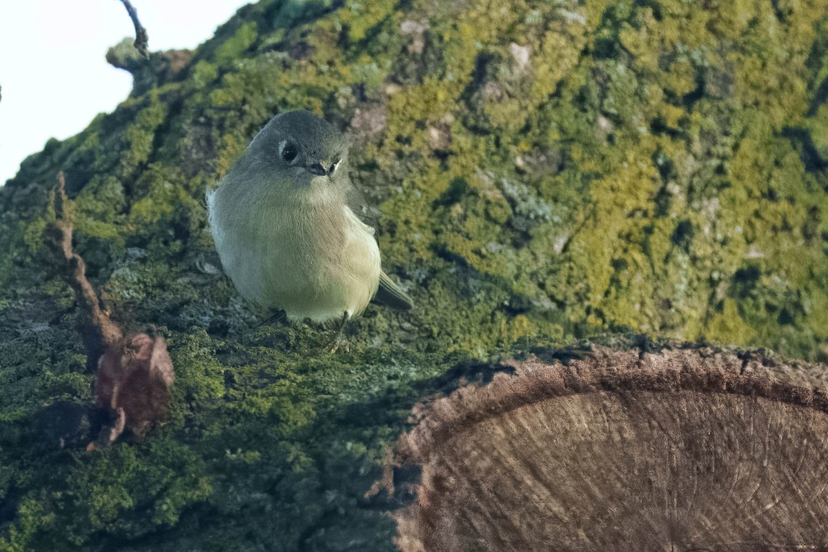Ruby-crowned Kinglet - ML647802871