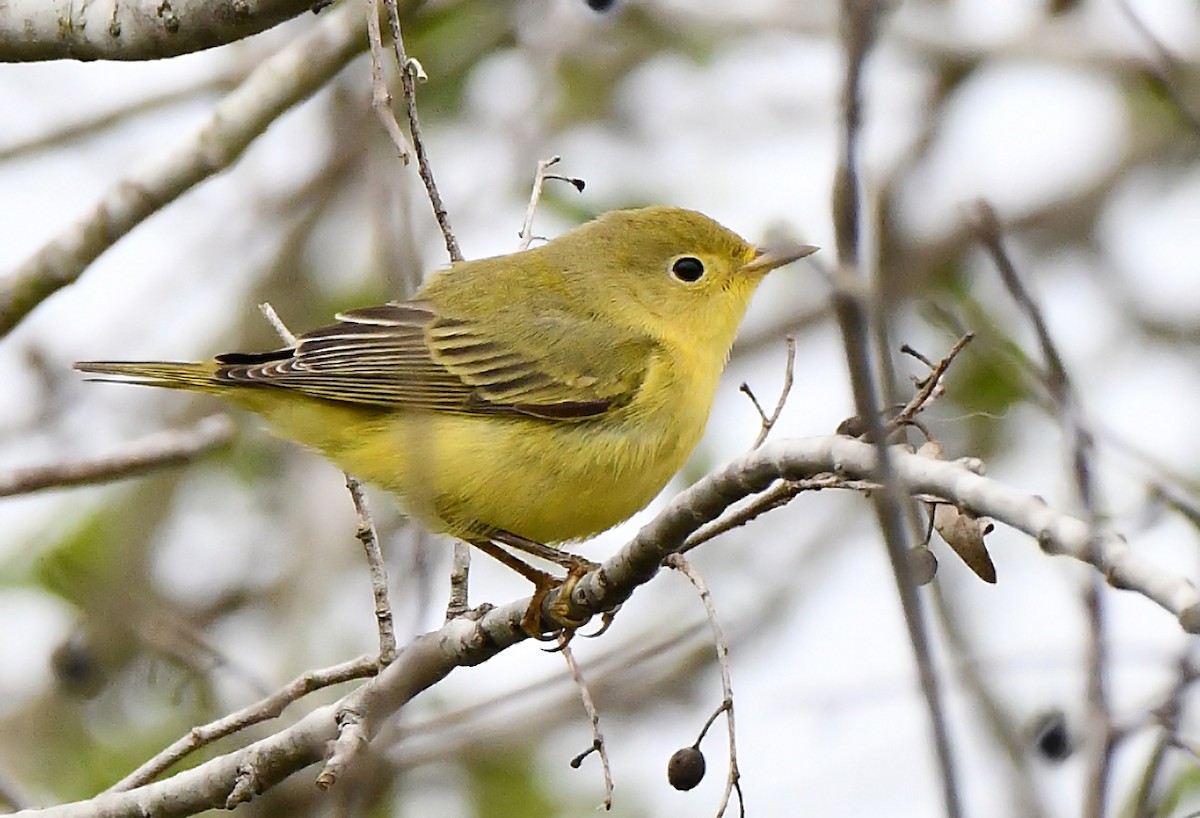 Northern Yellow Warbler - ML647802879