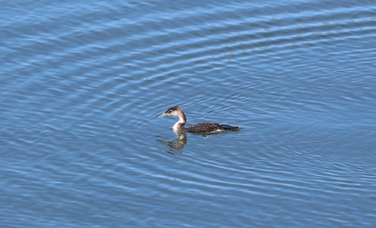 Common Loon - ML647802884