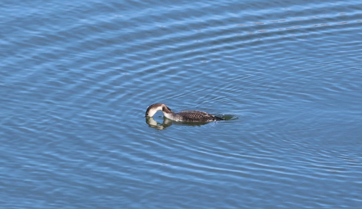 Common Loon - ML647802885
