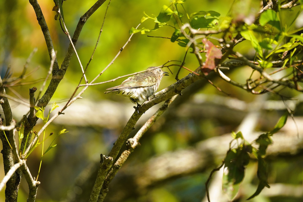 ヨコジマテリカッコウ - ML647802890