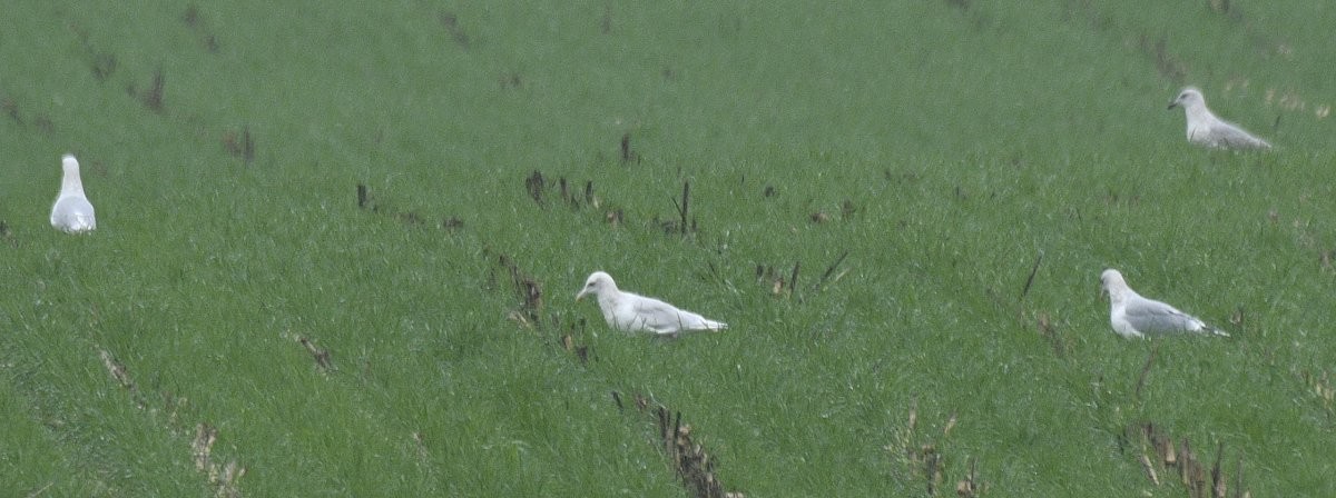 Gavión Hiperbóreo - ML647802901