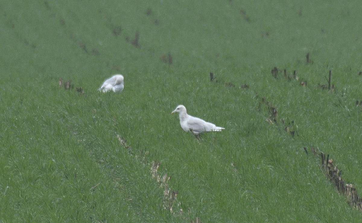 Gavión Hiperbóreo - ML647802902