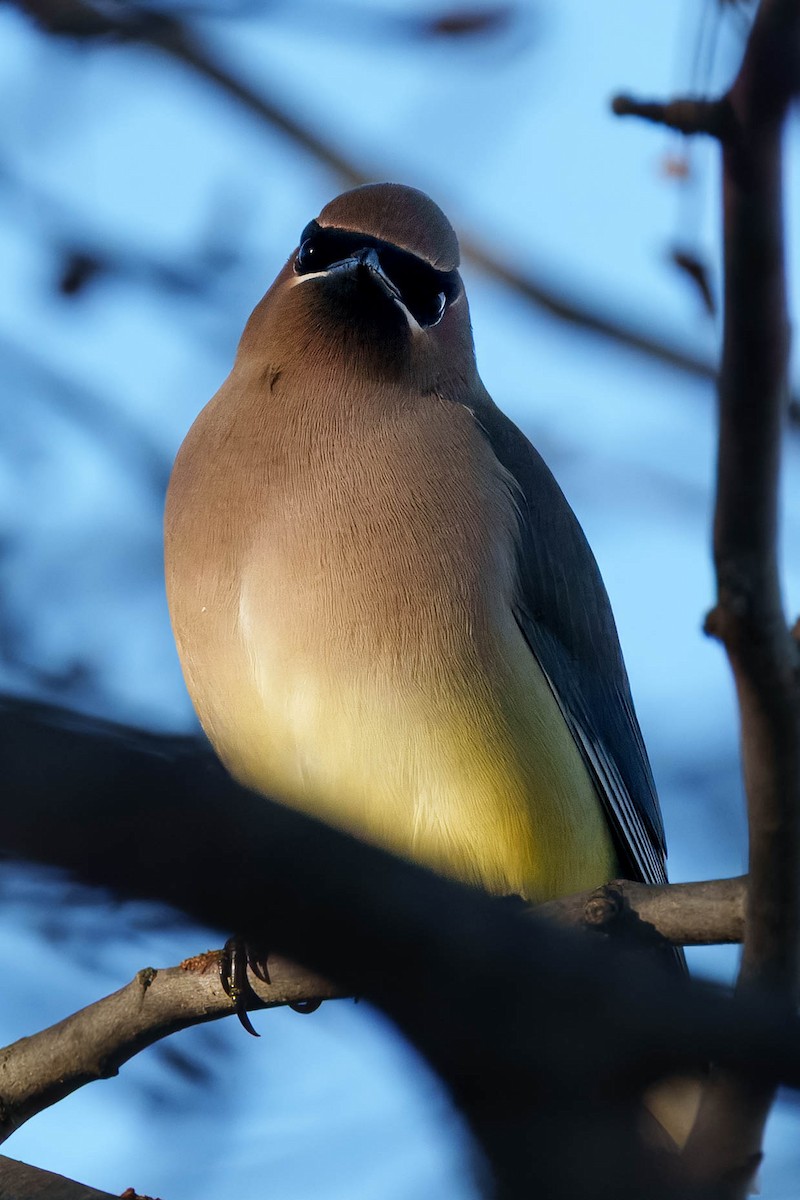 brkoslav americký - ML647802906