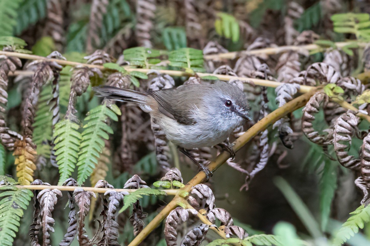 チャイロセンニョムシクイ - ML647802909