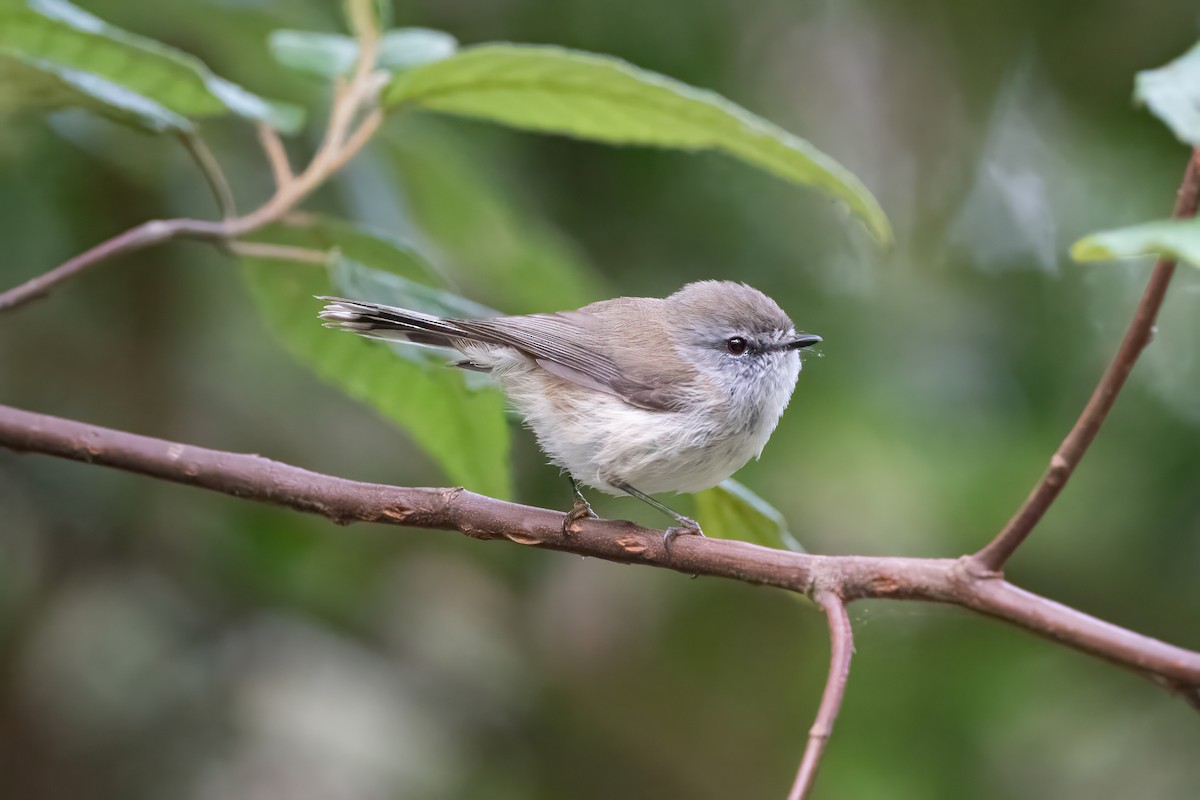 チャイロセンニョムシクイ - ML647802910