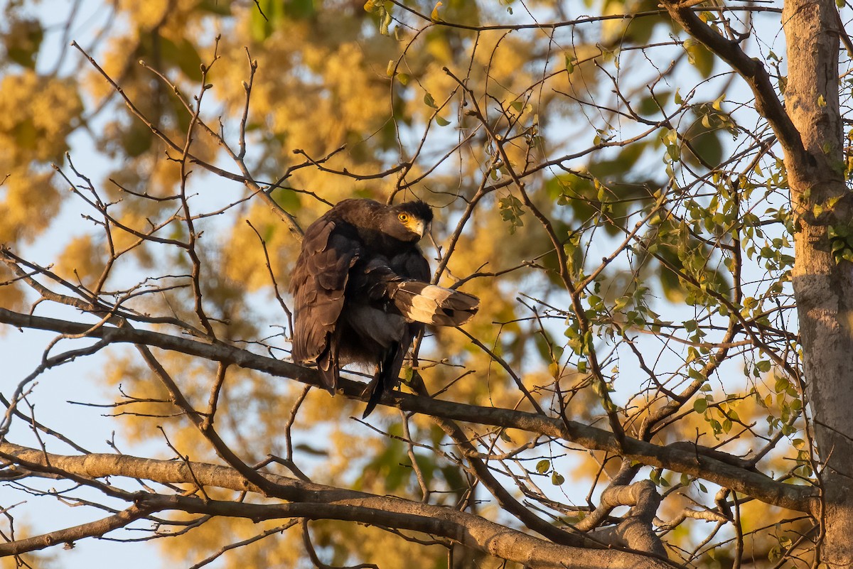 カンムリワシ - ML647802914