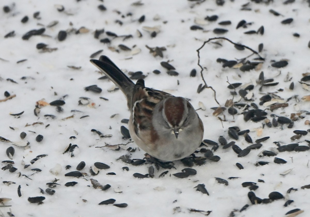 Hudson Körfezi Serçesi - ML647802915