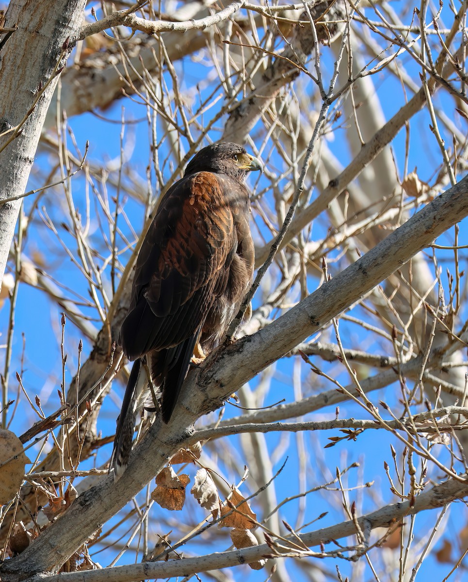 モモアカノスリ - ML647802919