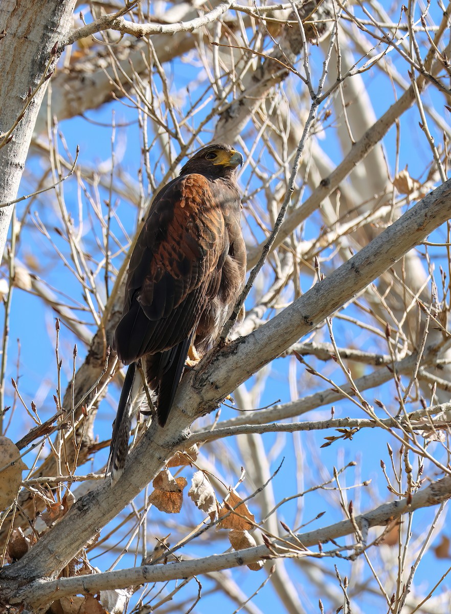 モモアカノスリ - ML647802921