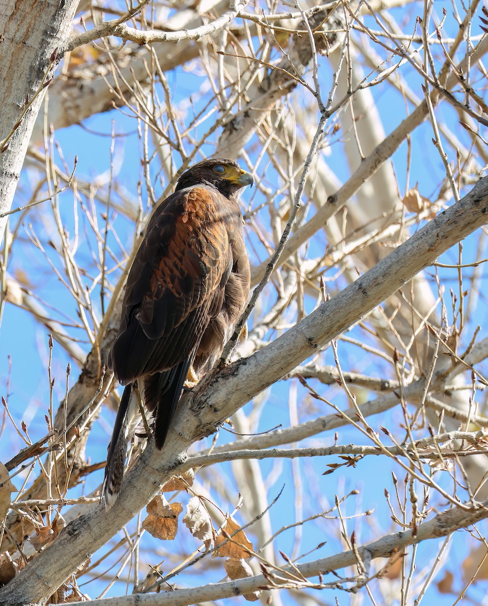 モモアカノスリ - ML647802923