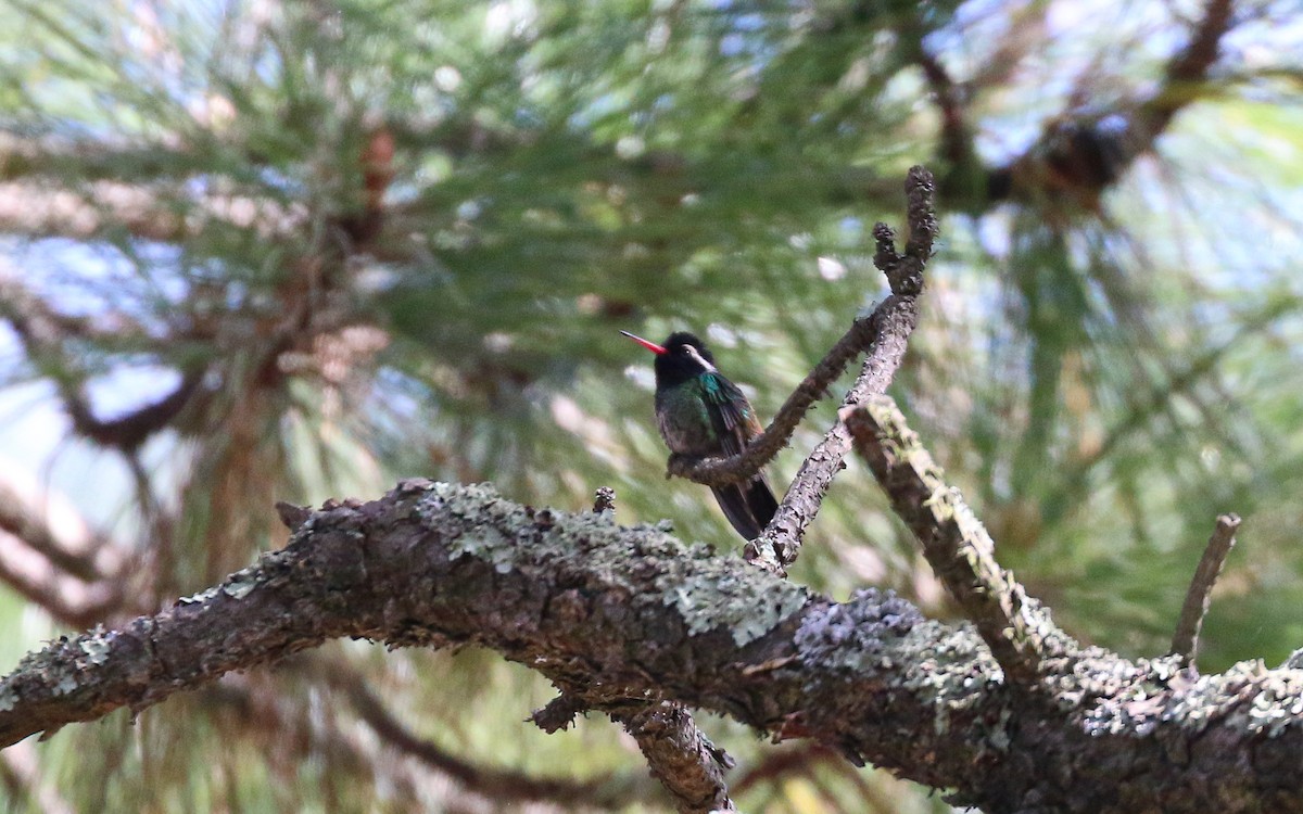 ミミジロサファイアハチドリ - ML647802925