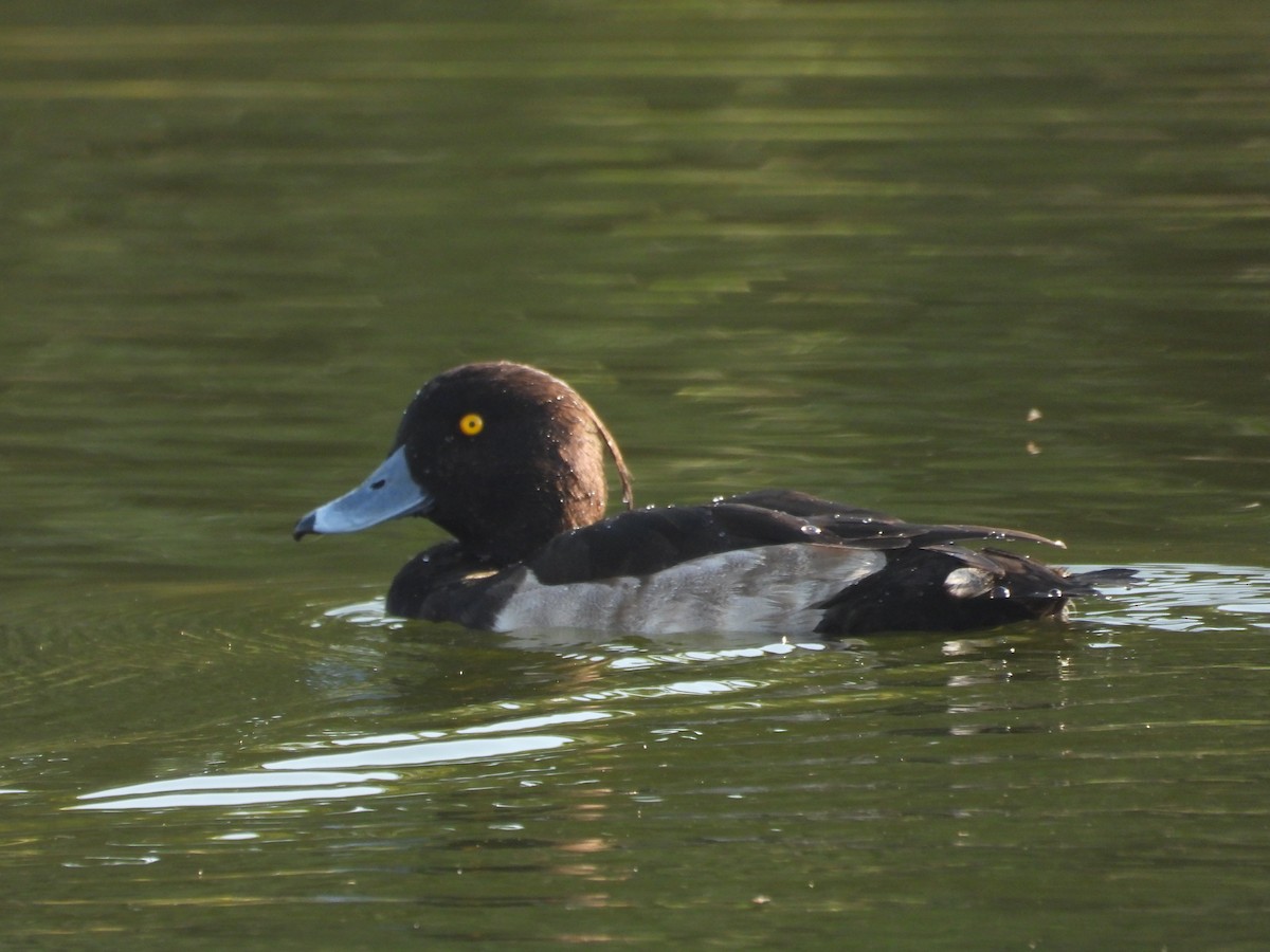 キンクロハジロ - ML647802926