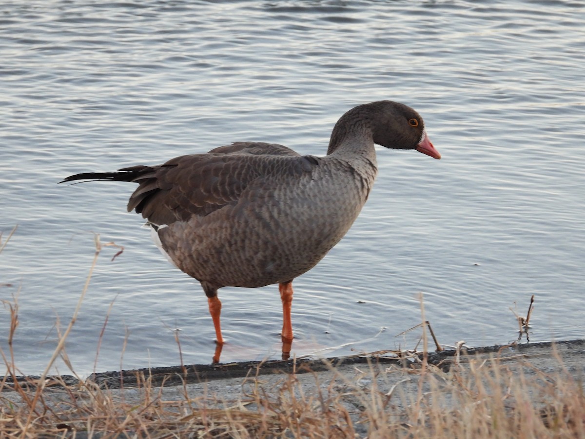 dverggås - ML647802927