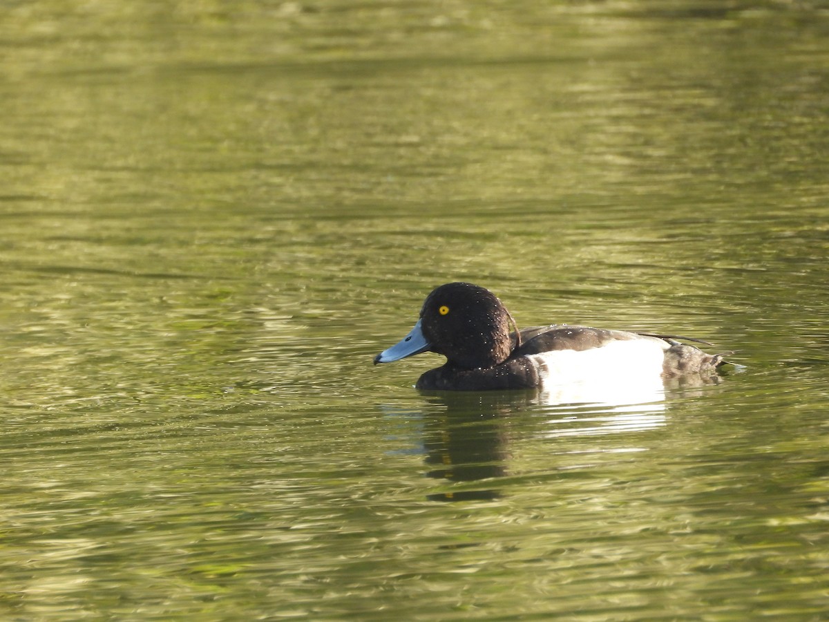 キンクロハジロ - ML647802928