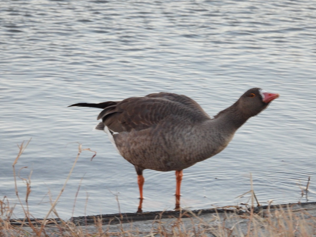 dverggås - ML647802929