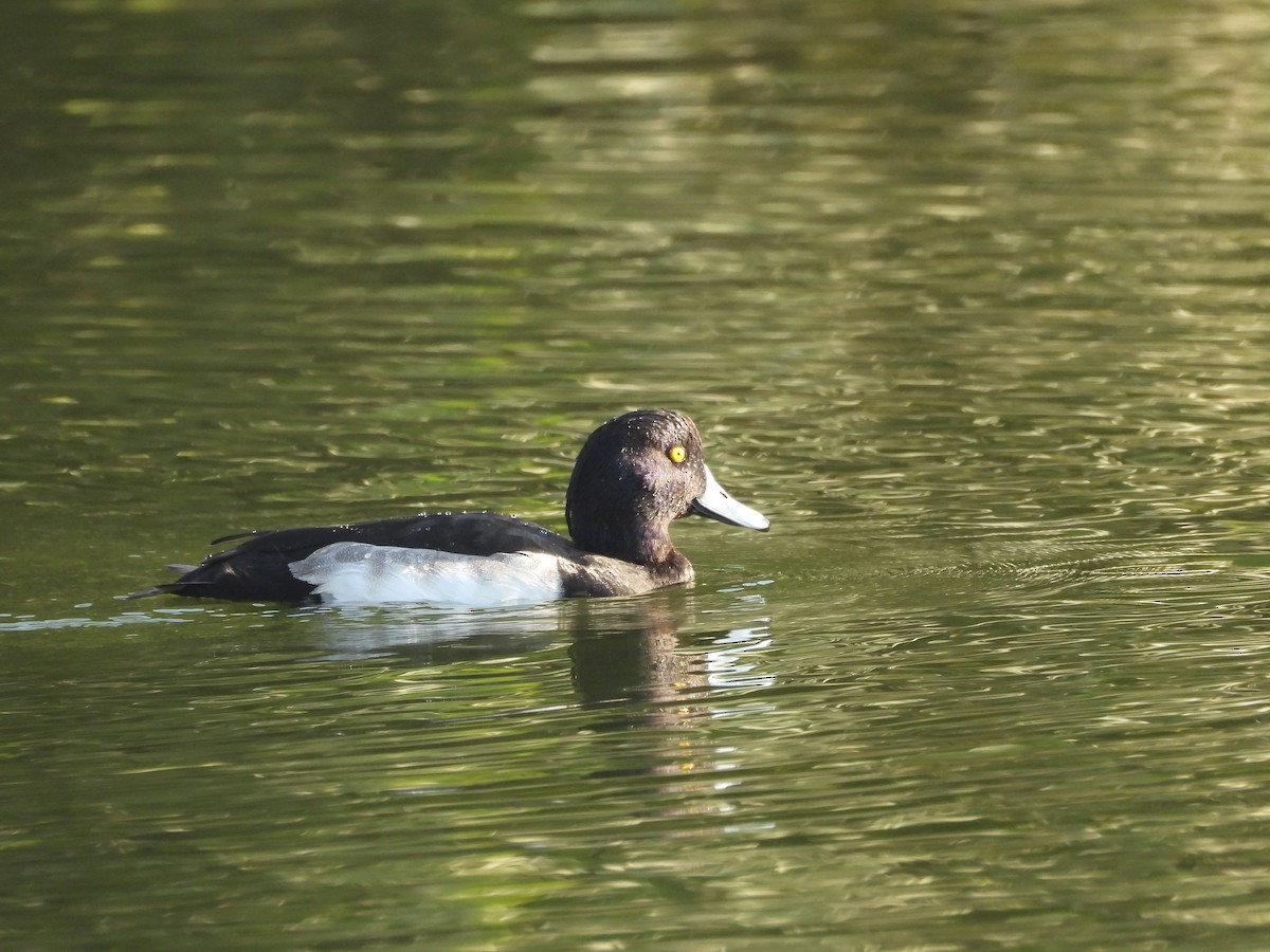 キンクロハジロ - ML647802930