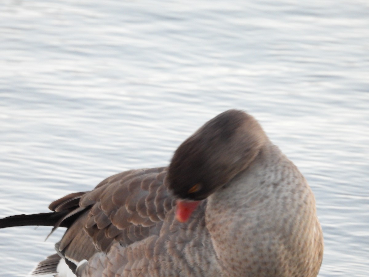 dverggås - ML647802931