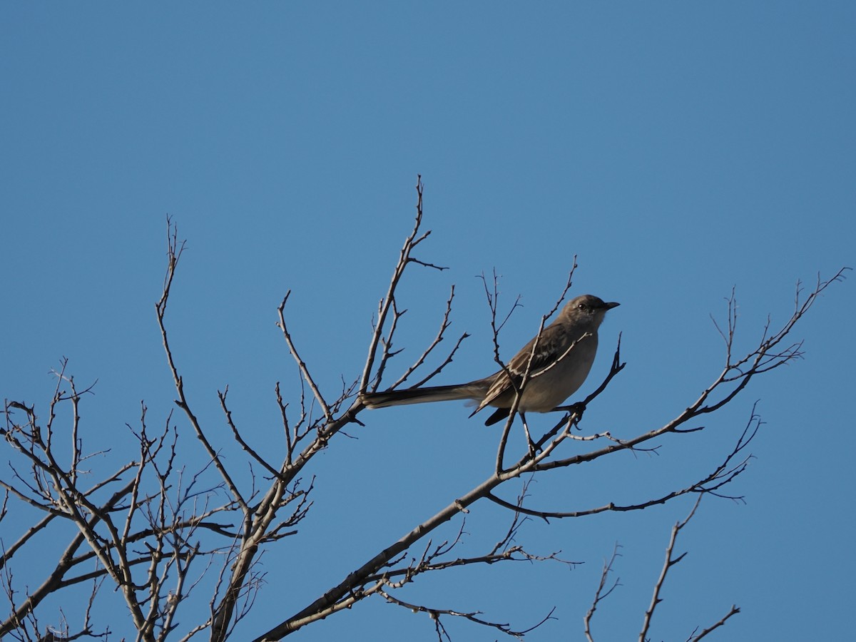 マネシツグミ - ML647802932