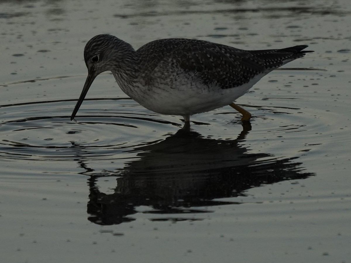 Greater Yellowlegs - ML647802933