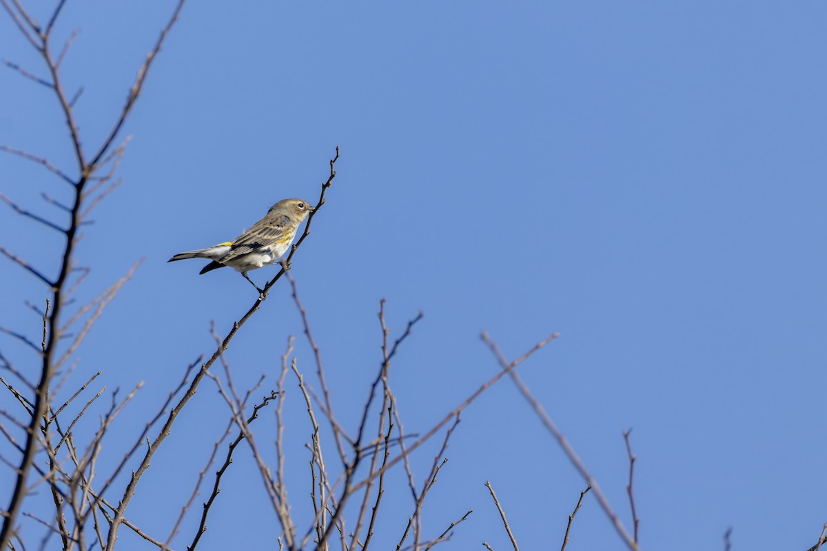 キヅタアメリカムシクイ - ML647802936