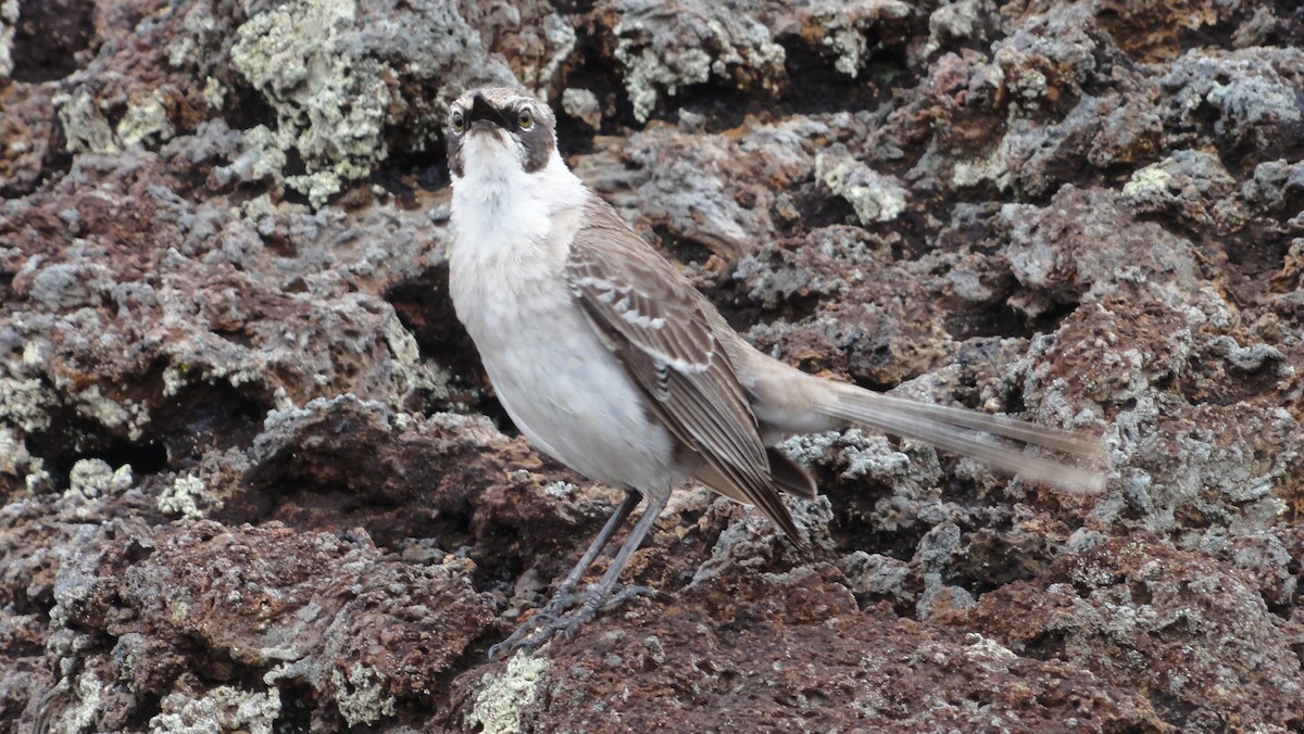 ガラパゴスマネシツグミ - ML647802937