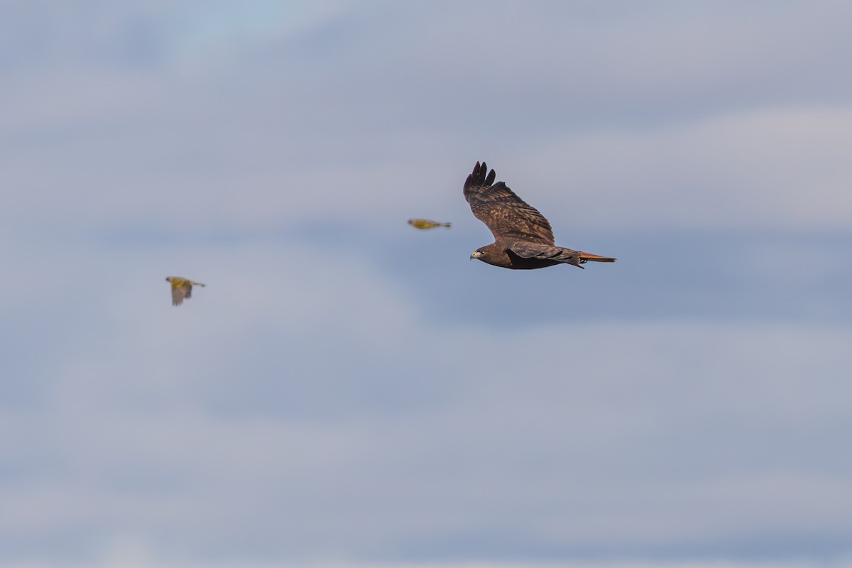 アカオノスリ - ML647802938