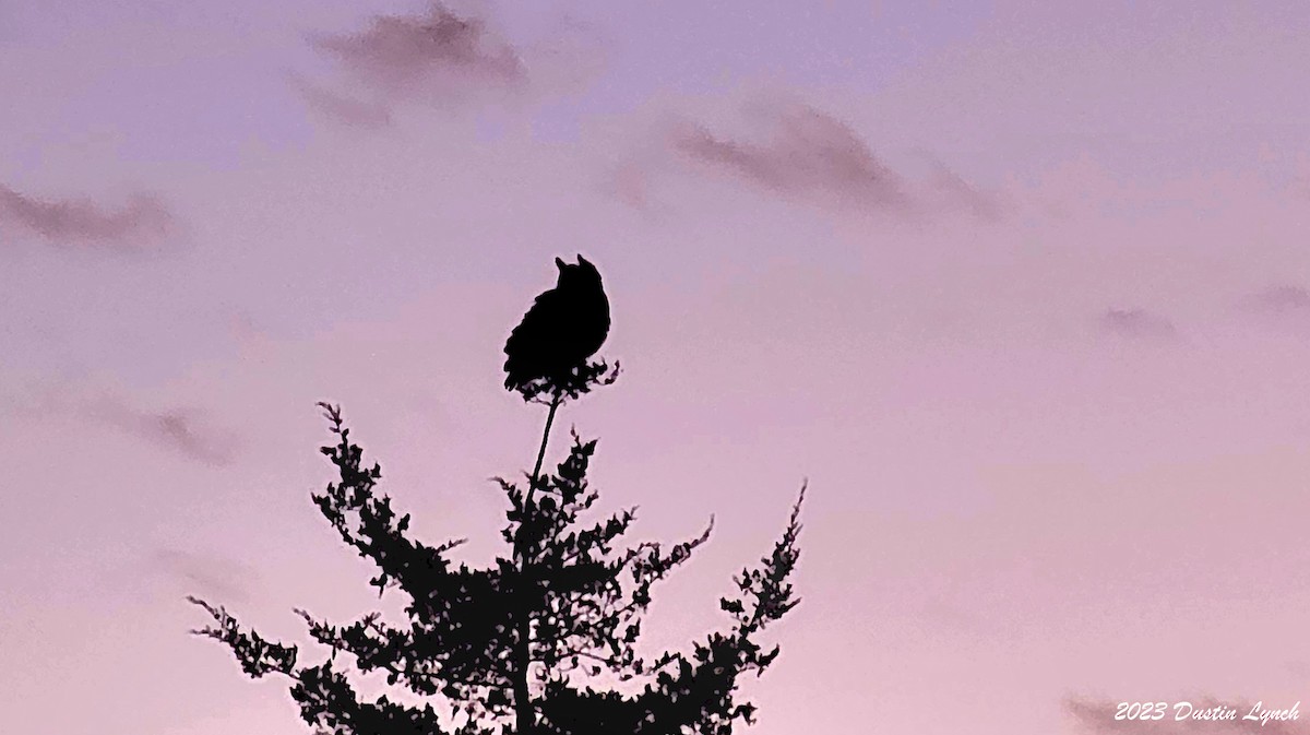 アメリカワシミミズク - ML647802941