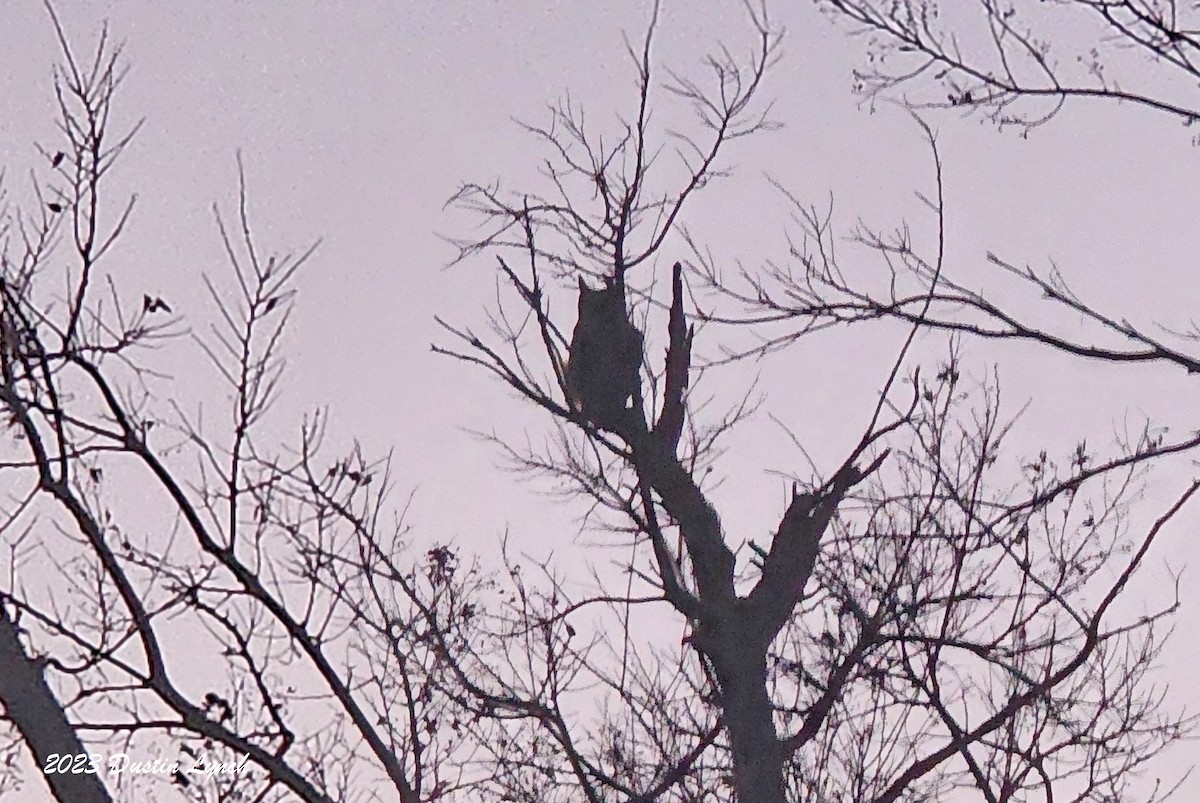 アメリカワシミミズク - ML647802942