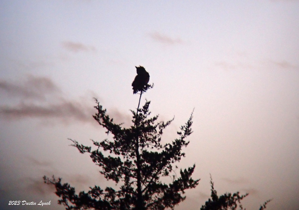 アメリカワシミミズク - ML647802943