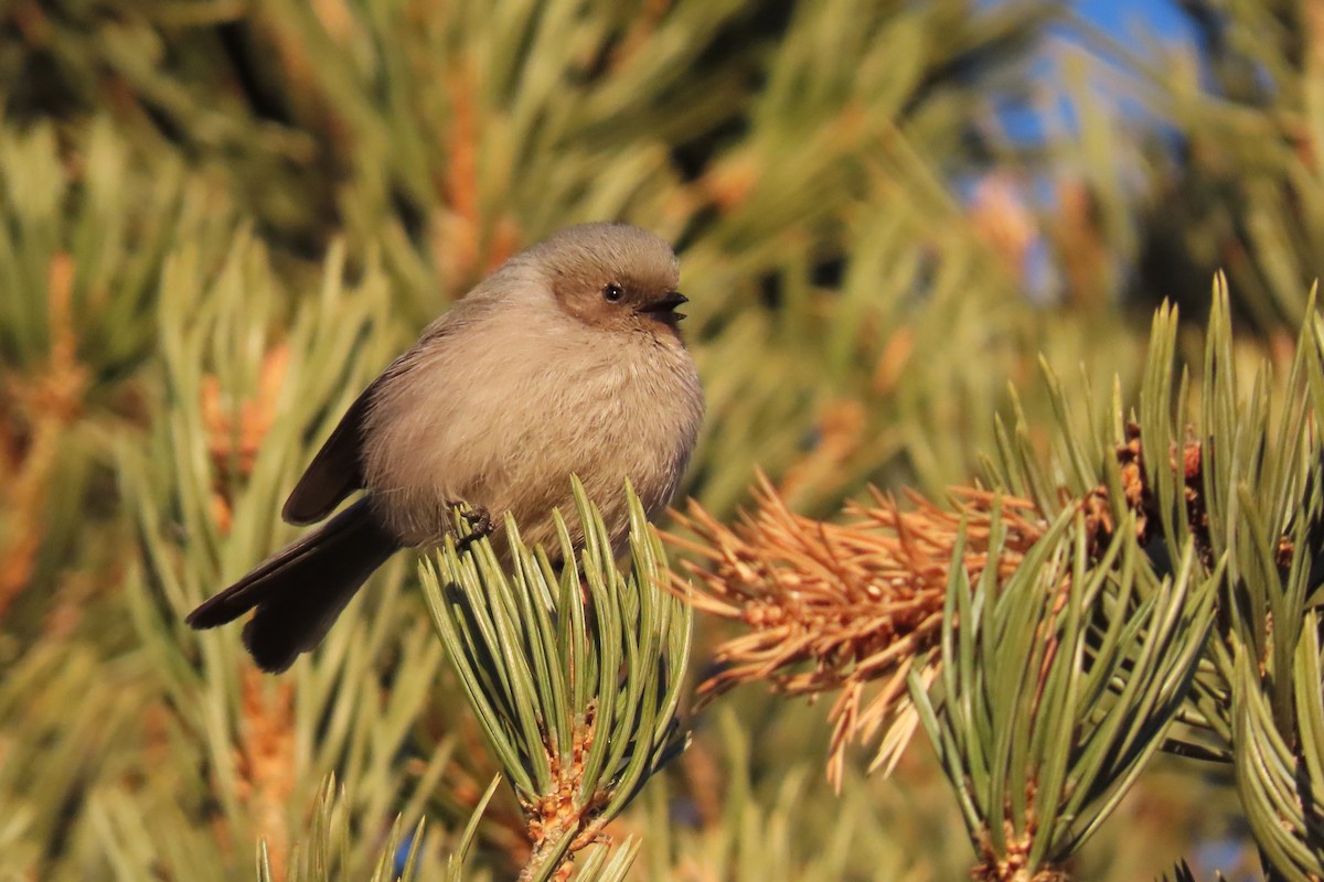 ヤブガラ - ML647802944