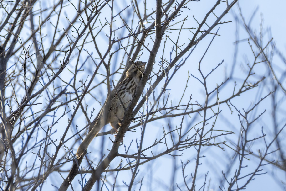 ウタスズメ - ML647802947