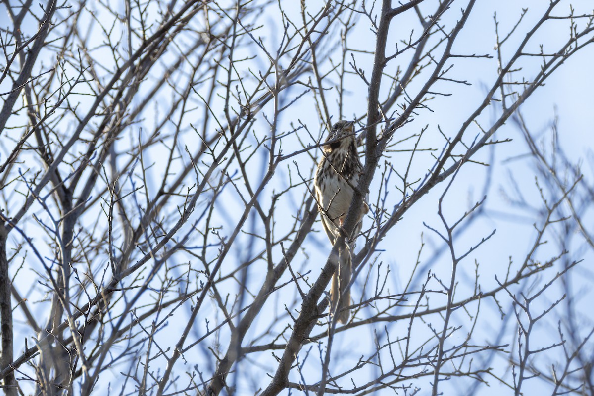 ウタスズメ - ML647802948