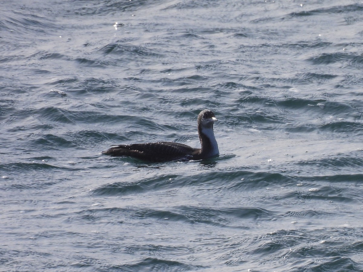 シロエリオオハム - ML647802949