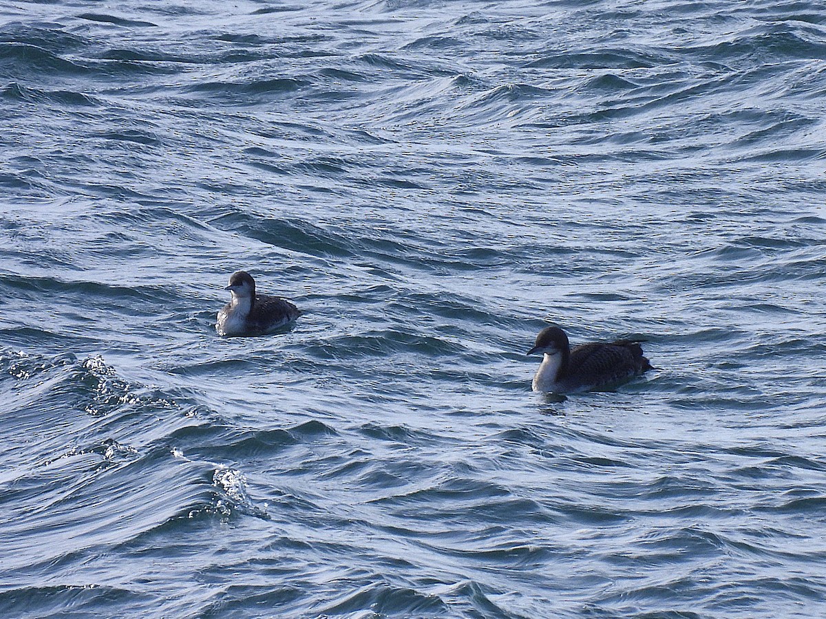 Pacific Loon - ML647802950