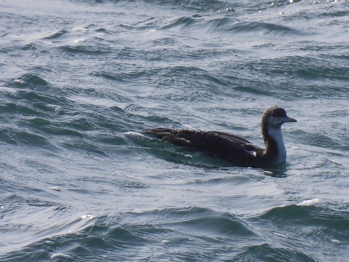 Pacific Loon - ML647802952