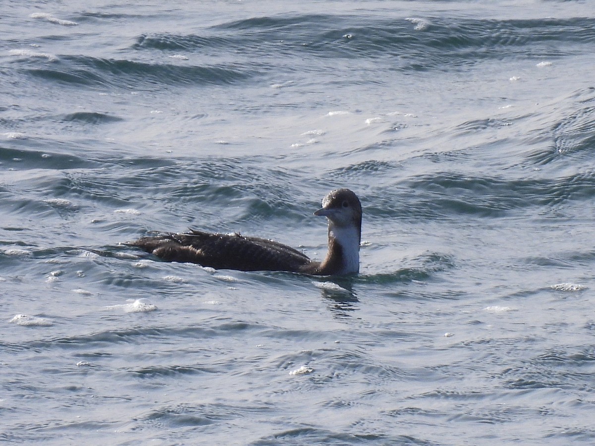 Pacific Loon - ML647802953